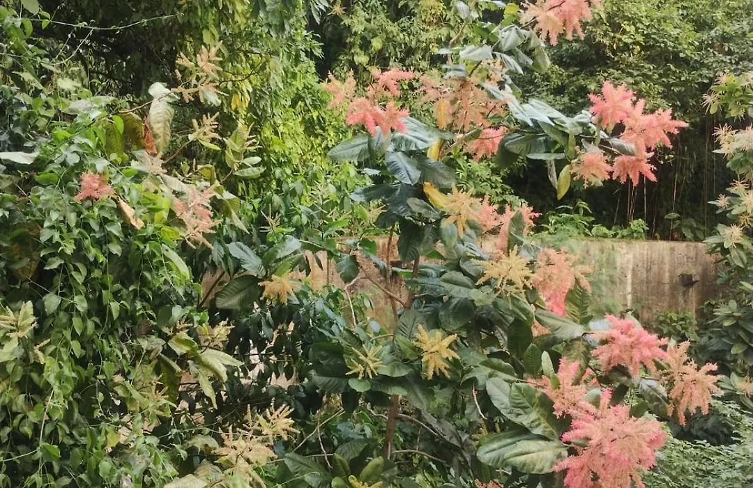 Vista Verde de Copa-1